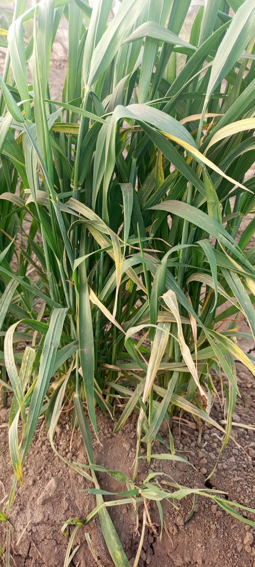 عندي القمح خصله كده بعد الري وراشش زنك وتسميد عالي الفسفور